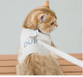 Cat wearing a harness with a leash, sitting on a wooden surface.