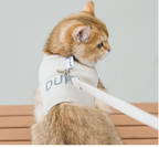 Cat wearing a harness with a leash, sitting on a wooden surface.