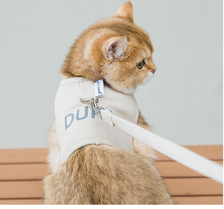 Cat wearing a harness with a leash, sitting on a wooden surface.