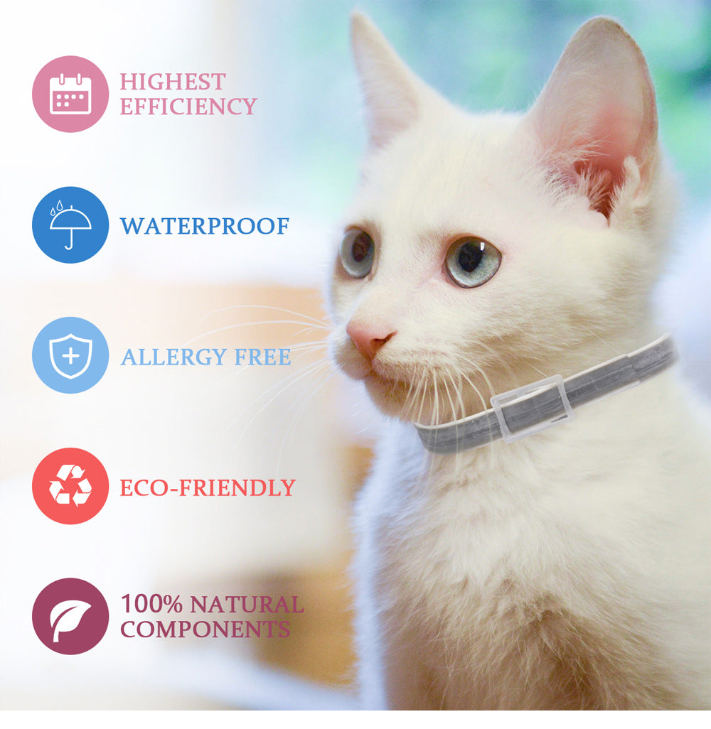 White cat wearing a collar with features listed on the left