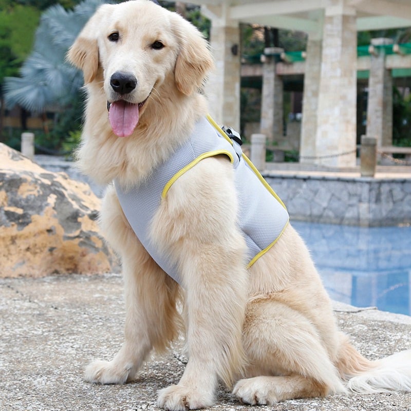 dog wearing a best harness