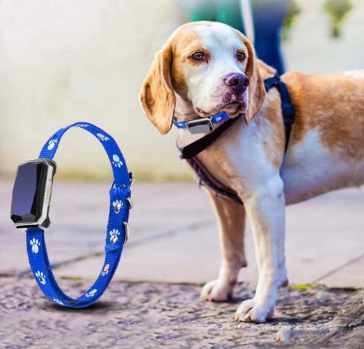 Dog wearing a blue collar with paw prints next to a dog tracker device on a blurred background