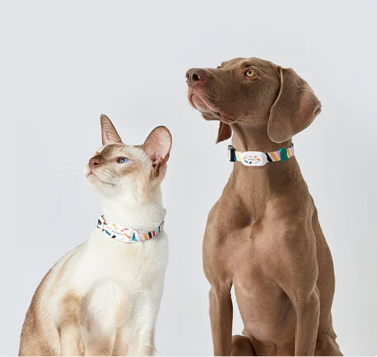 Cat and dog wearing smart pet activity tracker on a light gray background